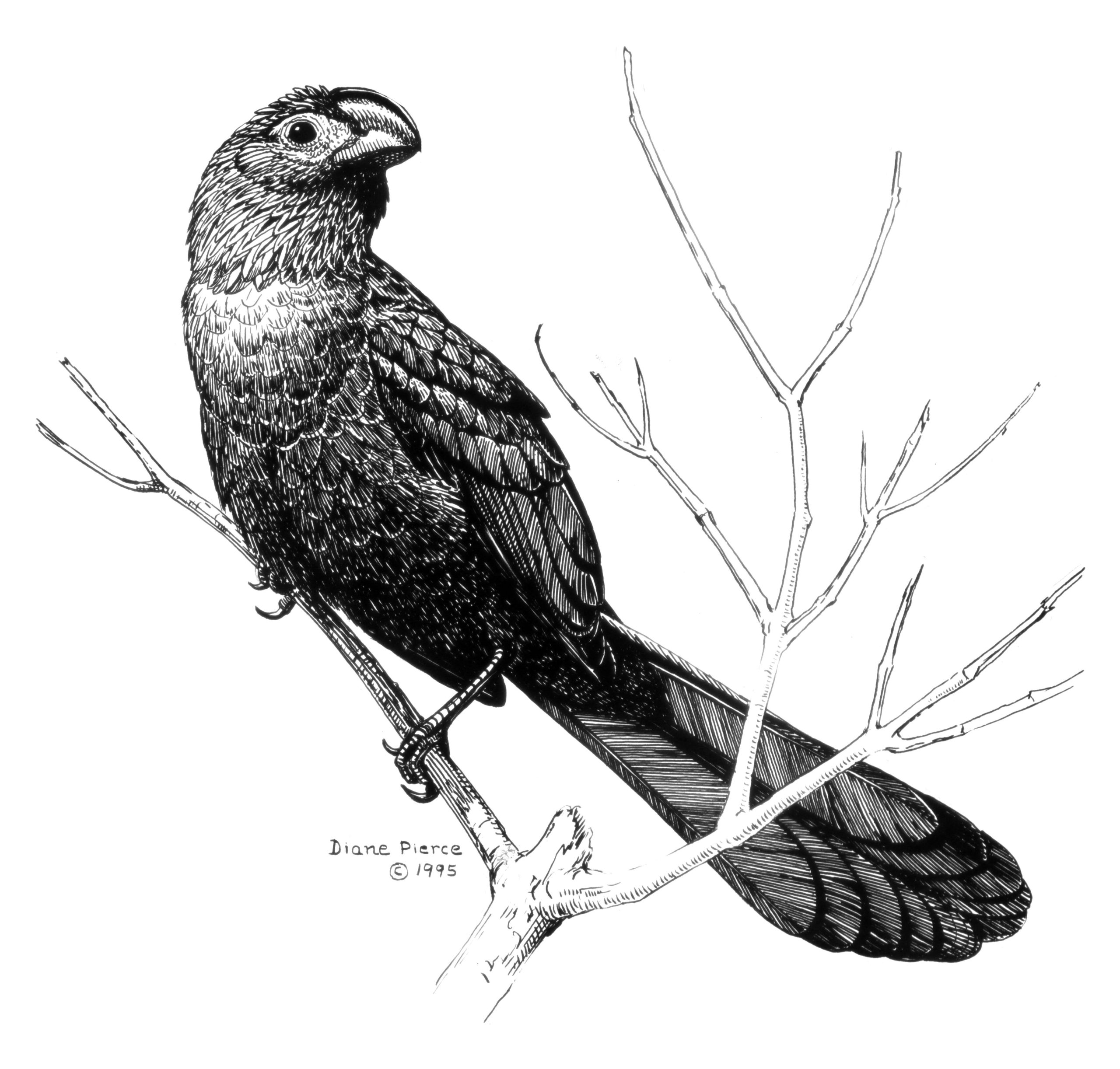 Line Drawing of Smooth-billed Ani by Diane Pierce.