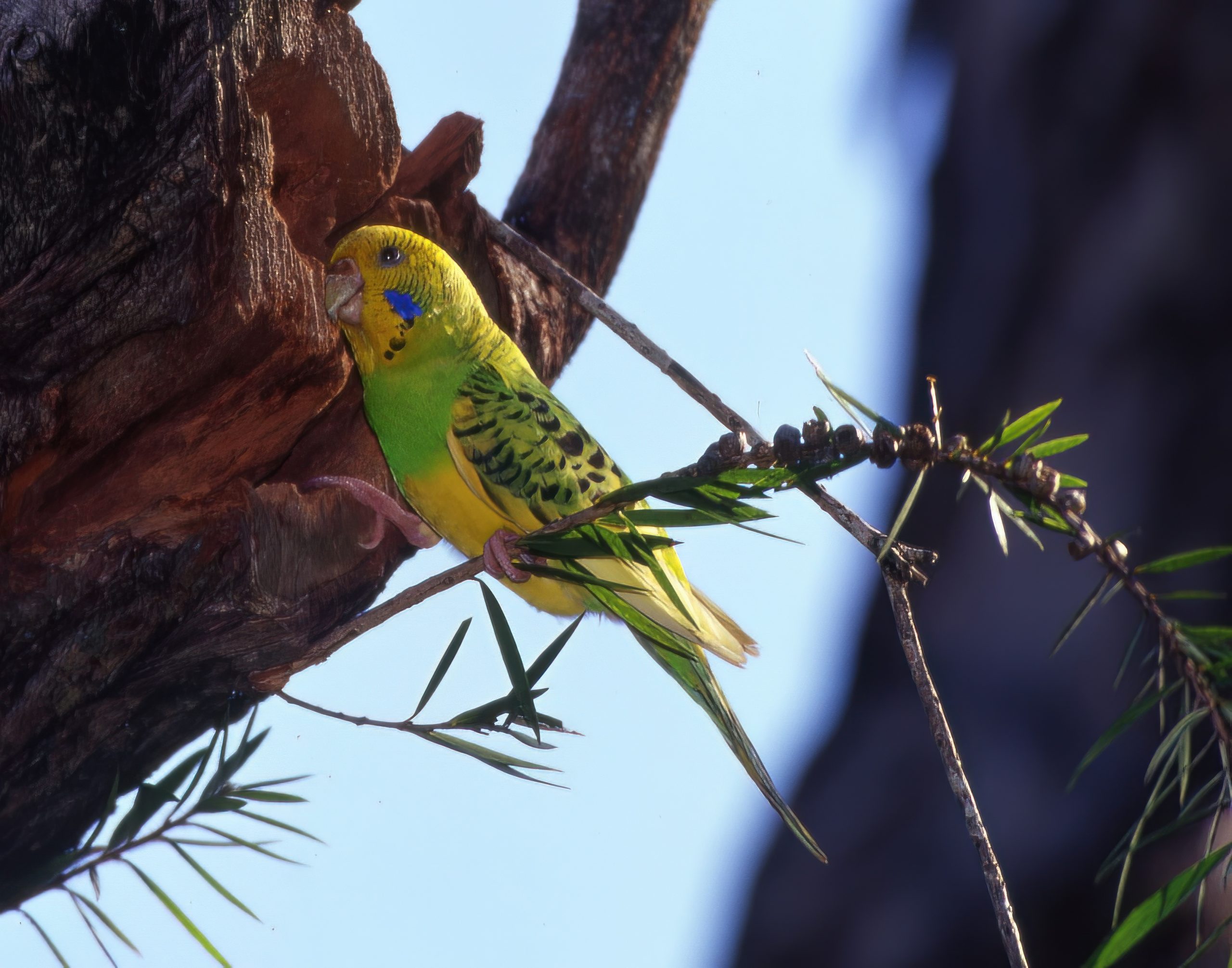 Budgerigar @ Larry Manfredi