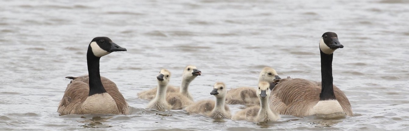 Two adult and four juvenile Canadian Geese swim in grey waters