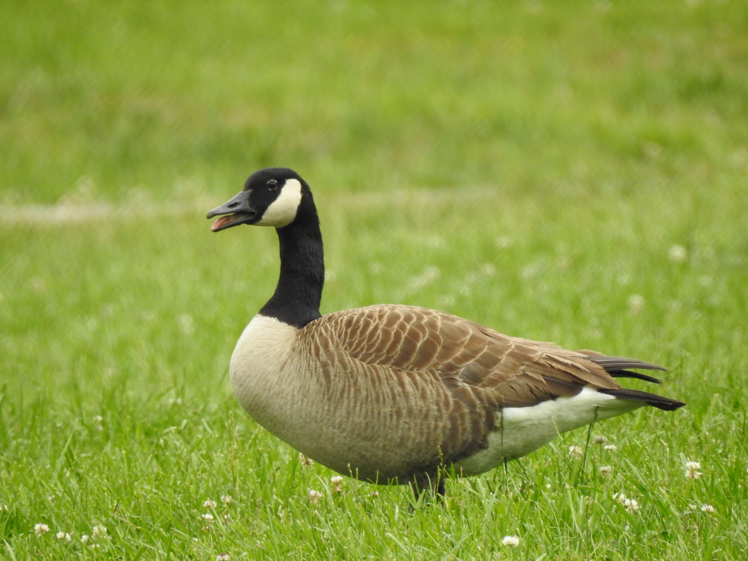 Canada Goose on green grass