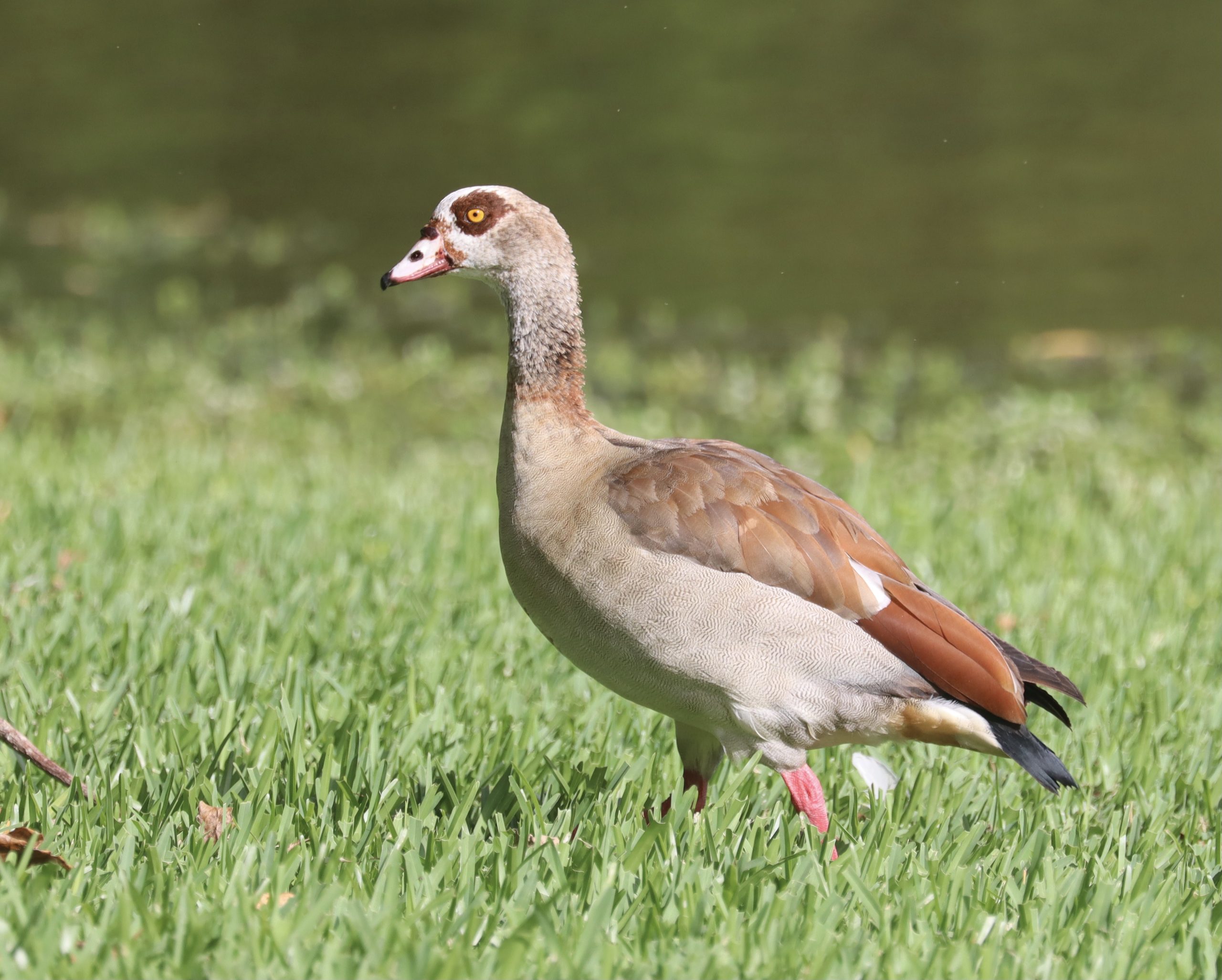 Canada Goose on green grass