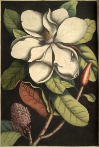 A colorful lithograph print of a magnolia flower, leaves, and seed pods.
