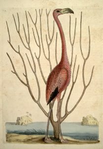 A colorful lithograph print flamingo with branches behind the bird.