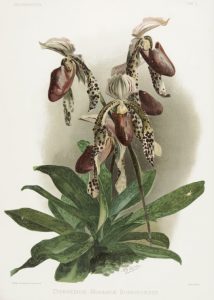 Color illustration of an orchid plant with 4 white, purple, and yellow blooms