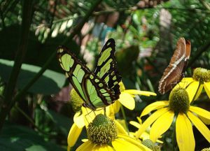 A yellow and black butterfly perched on a yellow daisy flower