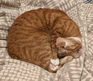 A stripped orange cat is asleep, curled up on a tan colored blanket. 