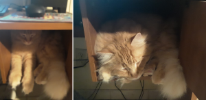 Two pictures of a big, furry, orange cat. In the first picture, the cat has squished himself into a small desk shelf. His paws and tail are hanging over the edge. The second is a close up of the cat asleep on the shelf.
