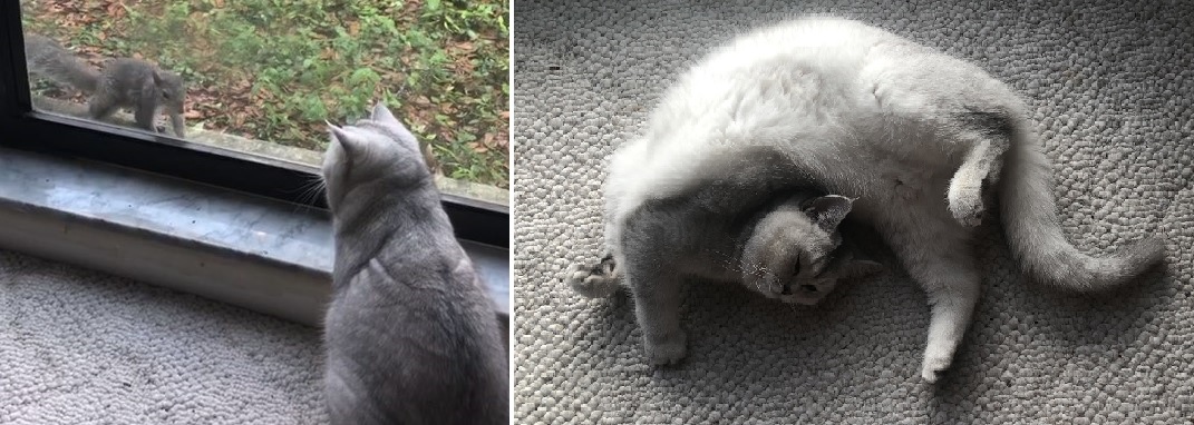 Two pictures. In the first picture, a small white cat is staring through a window at a squirrel. In the second picture, the cat is sleeping in a twisted, funny position.
