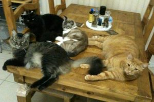 Four cats laying on a dining table.