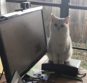 Little white cat sitting on a closed leather agenda.