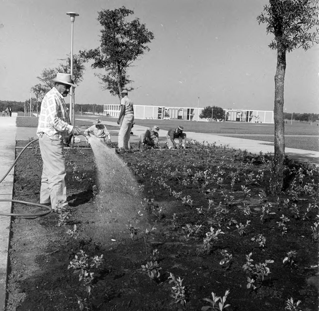 Volunteers planting trees on Tampa campus in 1964