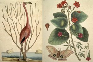 Illustration of a flamingo, moth, and plant.