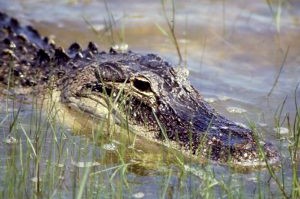 Close-up of alligator head near shore