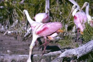 Small Roseate Spoonbill Flock; birds with bright pink and white feathers with long flat bills
