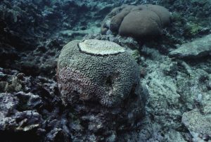 photo of brain coral
