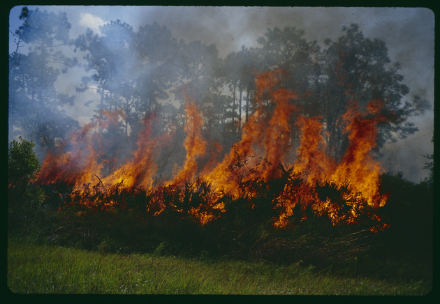 Prescribed fire picture at Florida Preserve