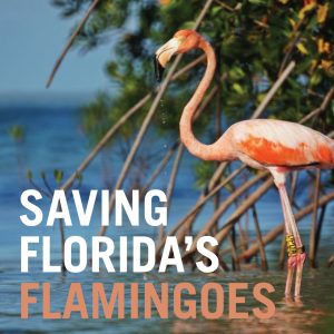 USF Libraries - Saving Florida's Flamingoes