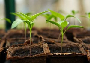 Potted plants