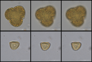 Micro fossils pollen Bargny West africa