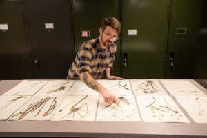 Chris Kiahtipes looks at dried plant samples posted to papers spread out on a desk