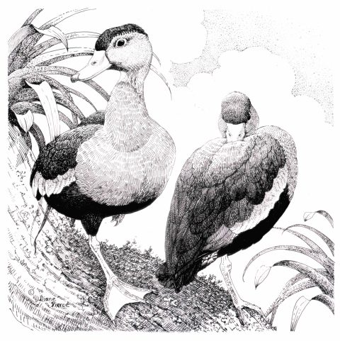 Black-bellied Whistling-Duck | Breeding Bird Atlas