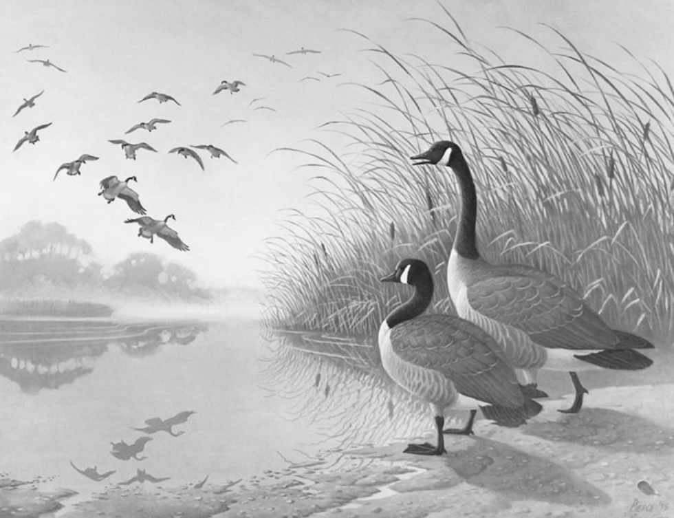 Canada Goose | Breeding Bird Atlas