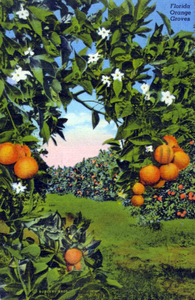 USF Libraries Celebrating Women’s History Month with Snapshots of the