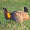 The Searchable Ornithological Research Archive at USF