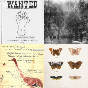 A collection of images from the The University of South Florida Libraries' Florida Environment and Natural History (FLENH) collection.