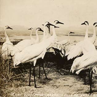 Florida Whooping Cranes by Robert Porter Allen