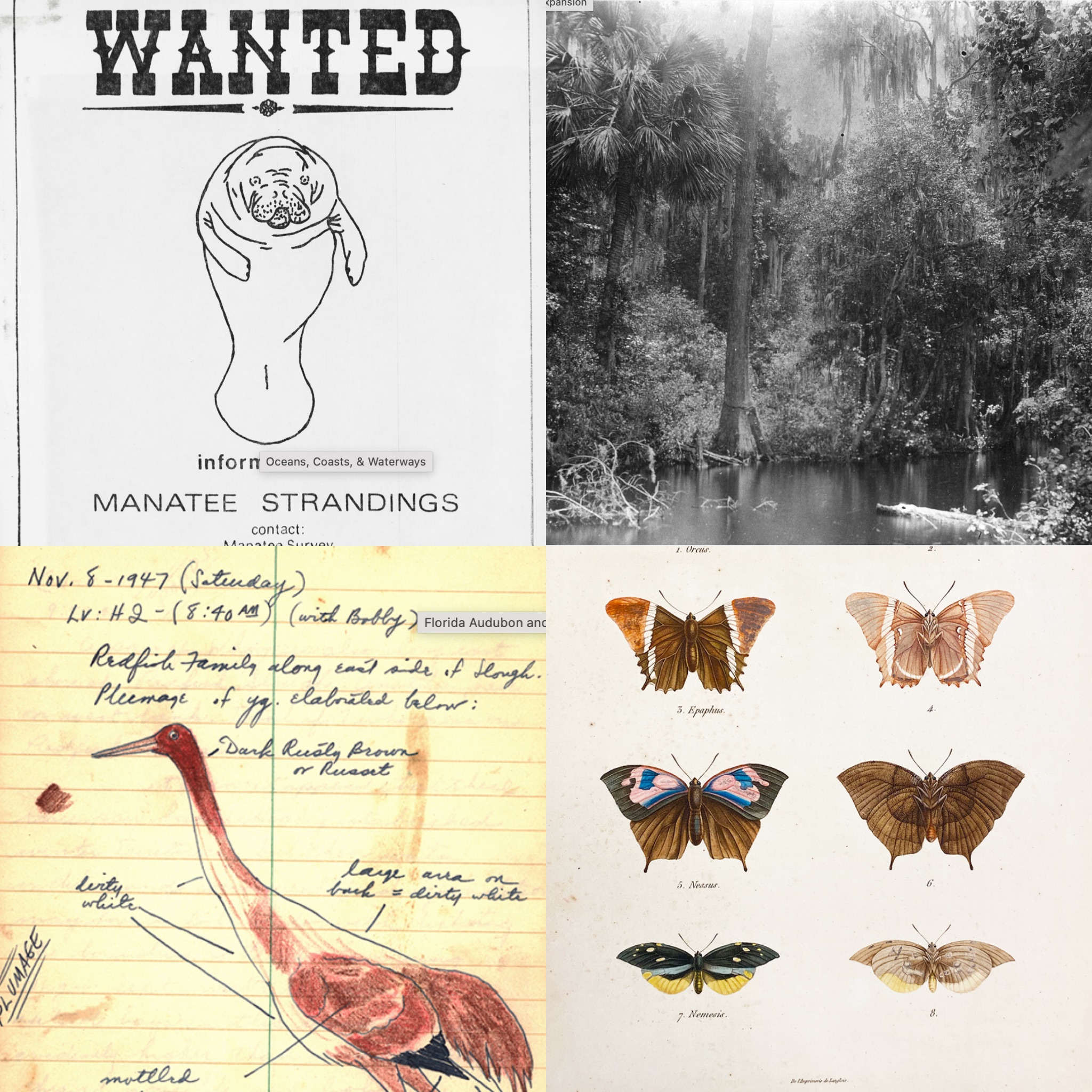 USF Libraries Celebrates Earth Day 2024: See Our FLENH Collections!